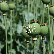 An example of what Opium looks like